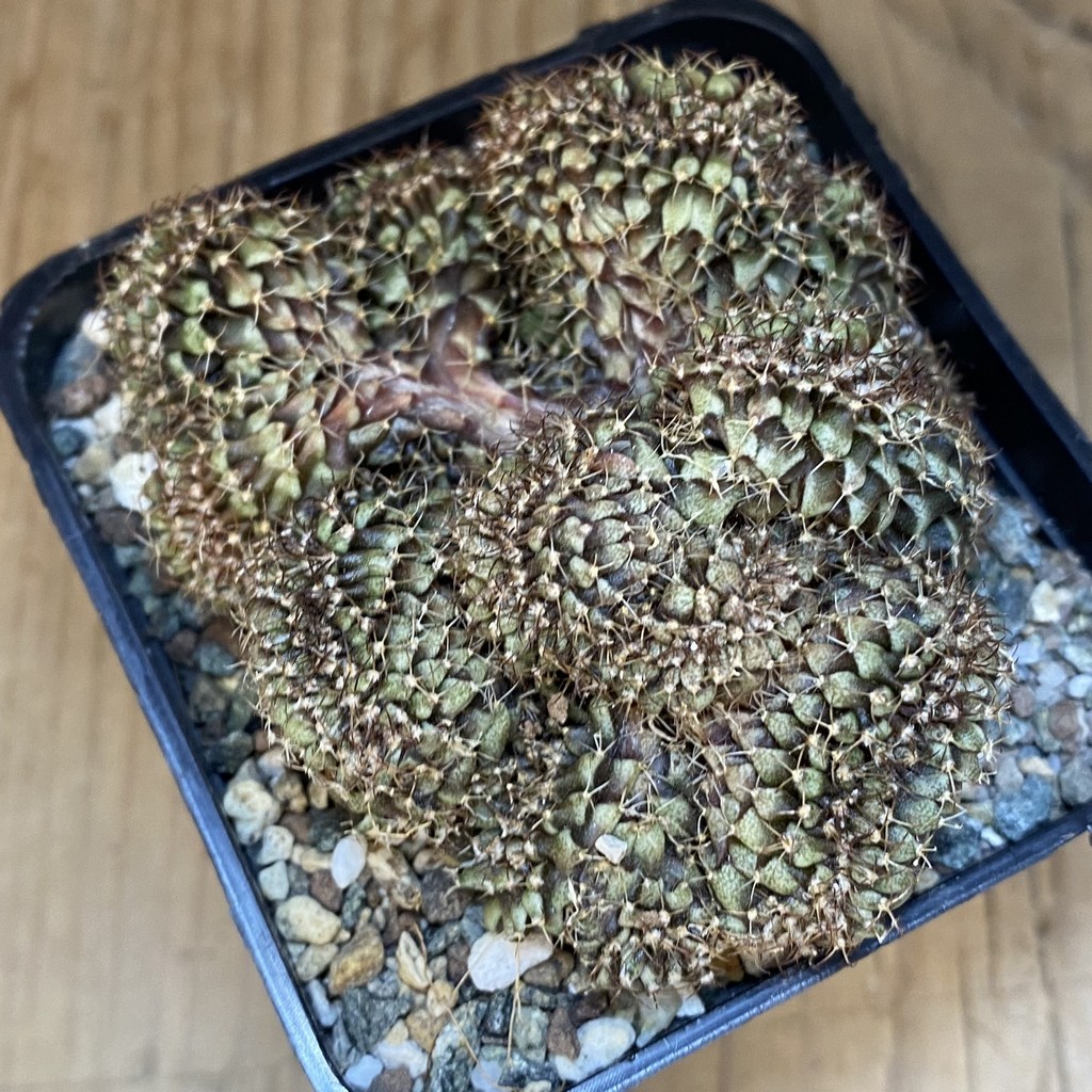 SH27330 Gymnocalycium mihanovichii f. cristata - Image 3