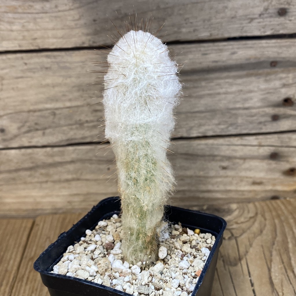 SH27337 Espostoa dybowskii - Image 2