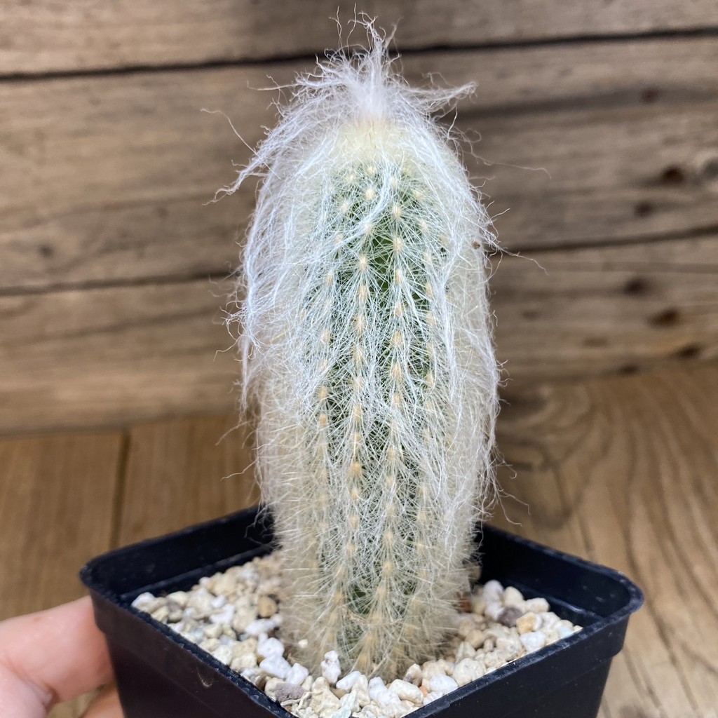 SH27338 Espostoa melanostele - Image 2