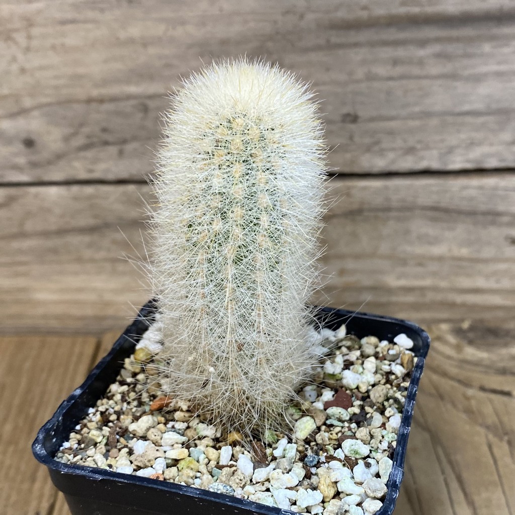 SH27339 Cleistocactus strausii - Image 2