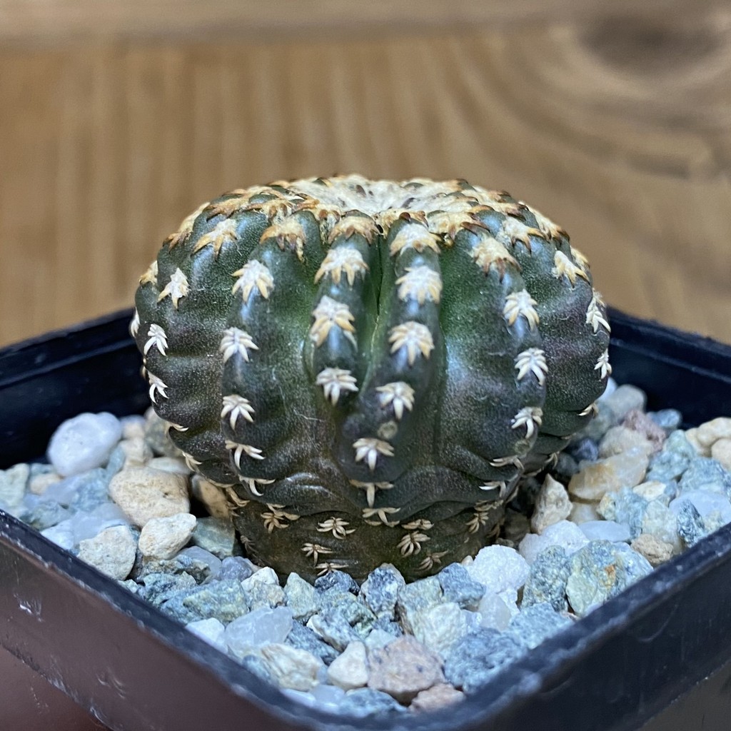 SH27349 Discocactus horstii - Image 2