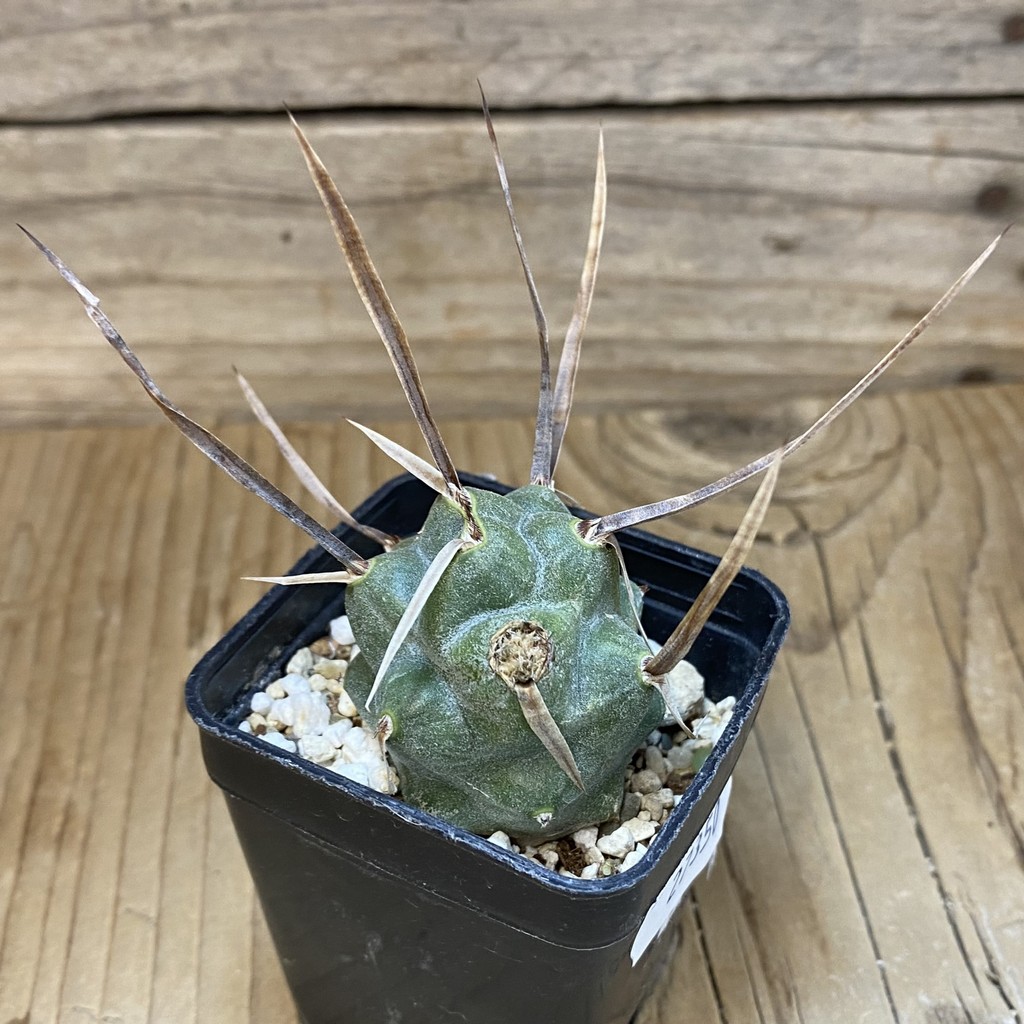 SH27350 Tephrocactus articulatus v. papyracanthus - Image 2