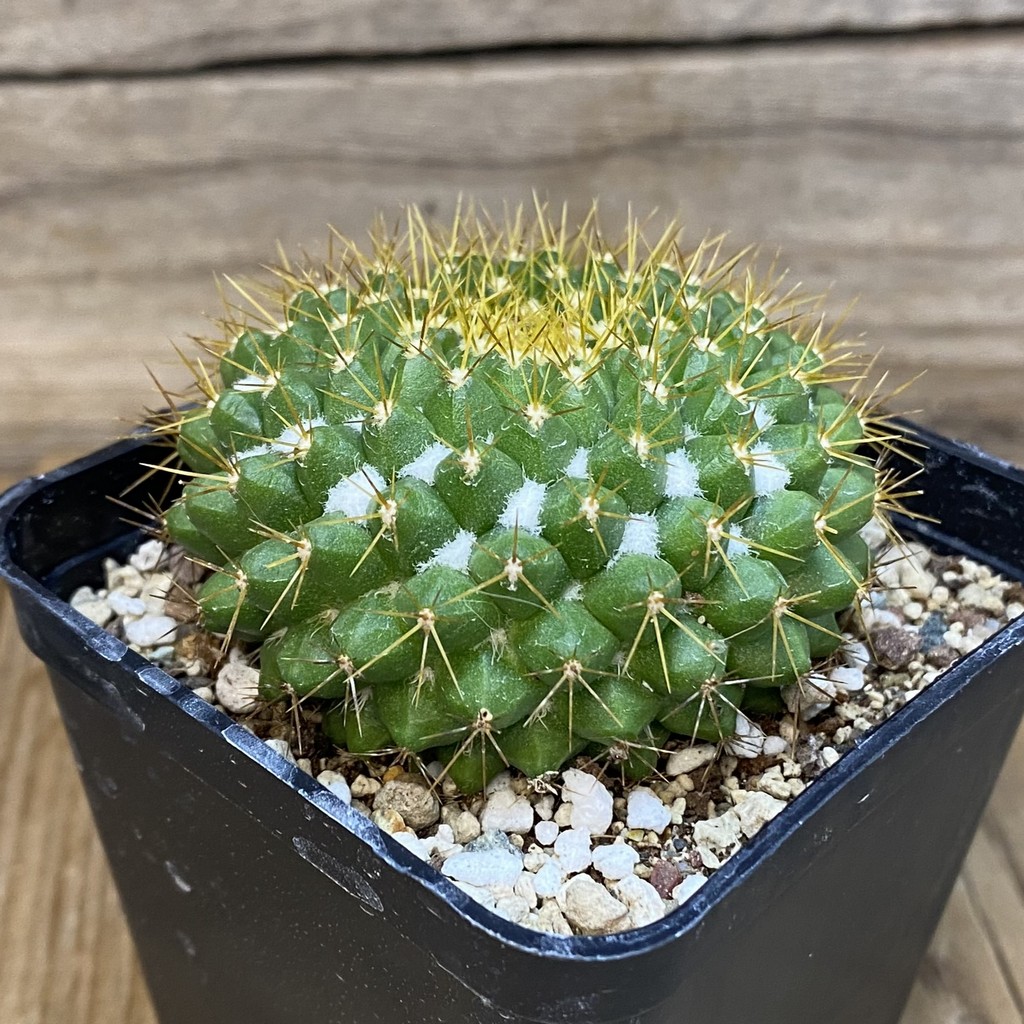SH27325 Mammillaria marksiana - Image 2