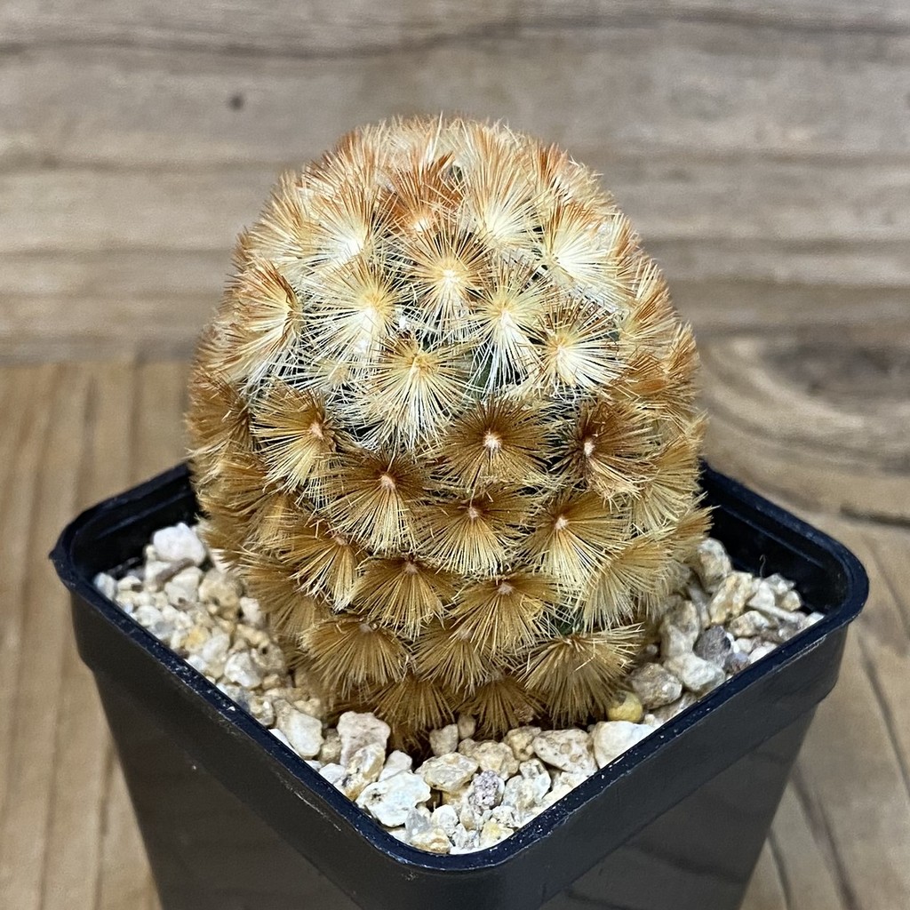 SH27354 Mammillaria carmenae hybrid - Image 2