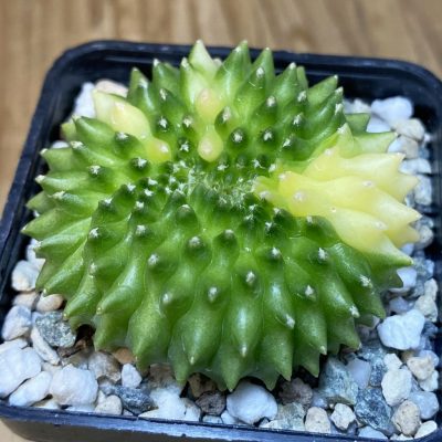 SH19825 Gymnocalycium mihanovichii ‘inermis’ f. variegata