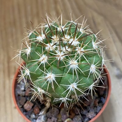 SH18300 Copiapoa cinerascens HR1135, grafted