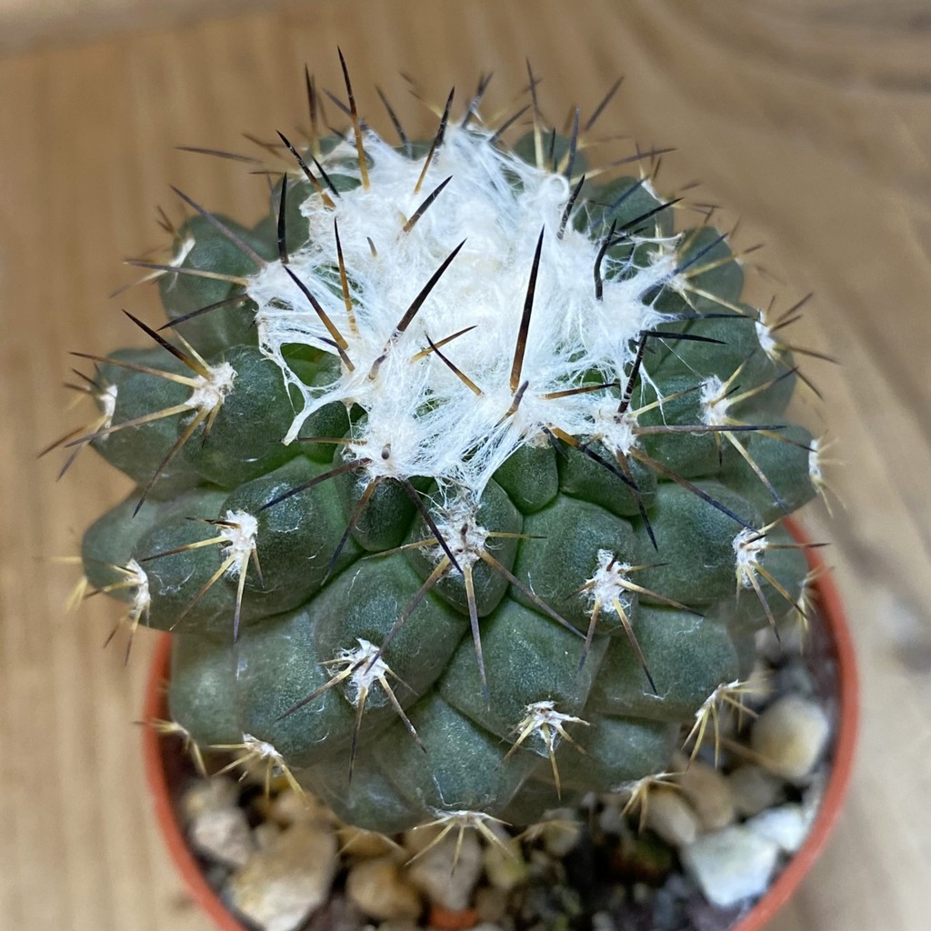 SH18319 Copiapoa leonensis HR1061, grafted