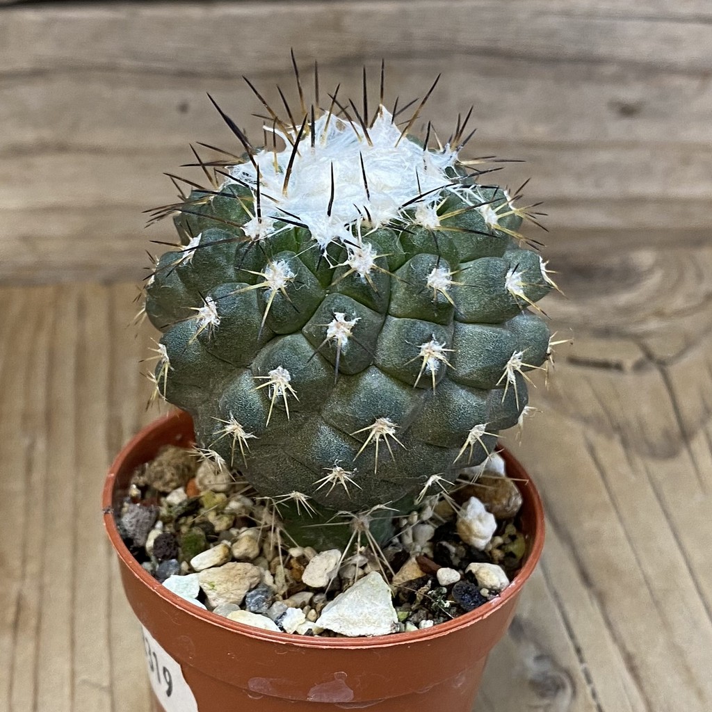 SH18319 Copiapoa leonensis HR1061, grafted - Image 2