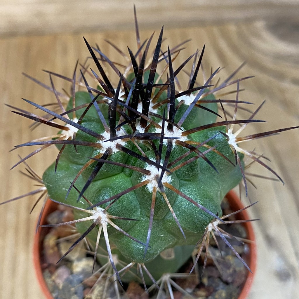 SH18339 Copiapoa alticostata SI-50-24, grafted