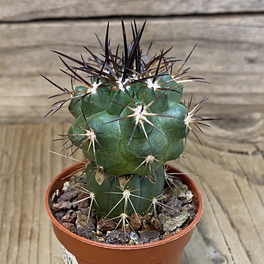 SH18339 Copiapoa alticostata SI-50-24, grafted - Image 2