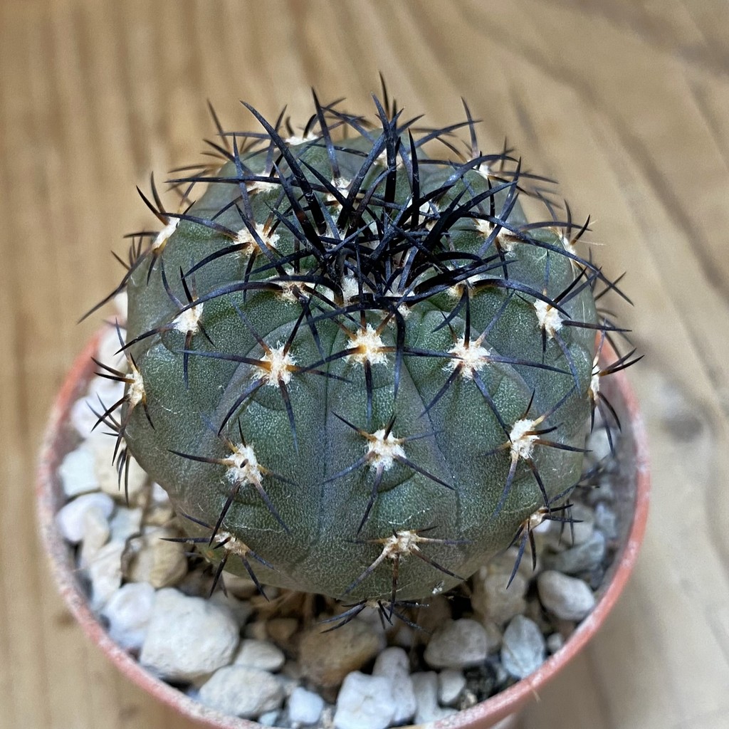 SH19128 Copiapoa calderana SL-19-24, grafted
