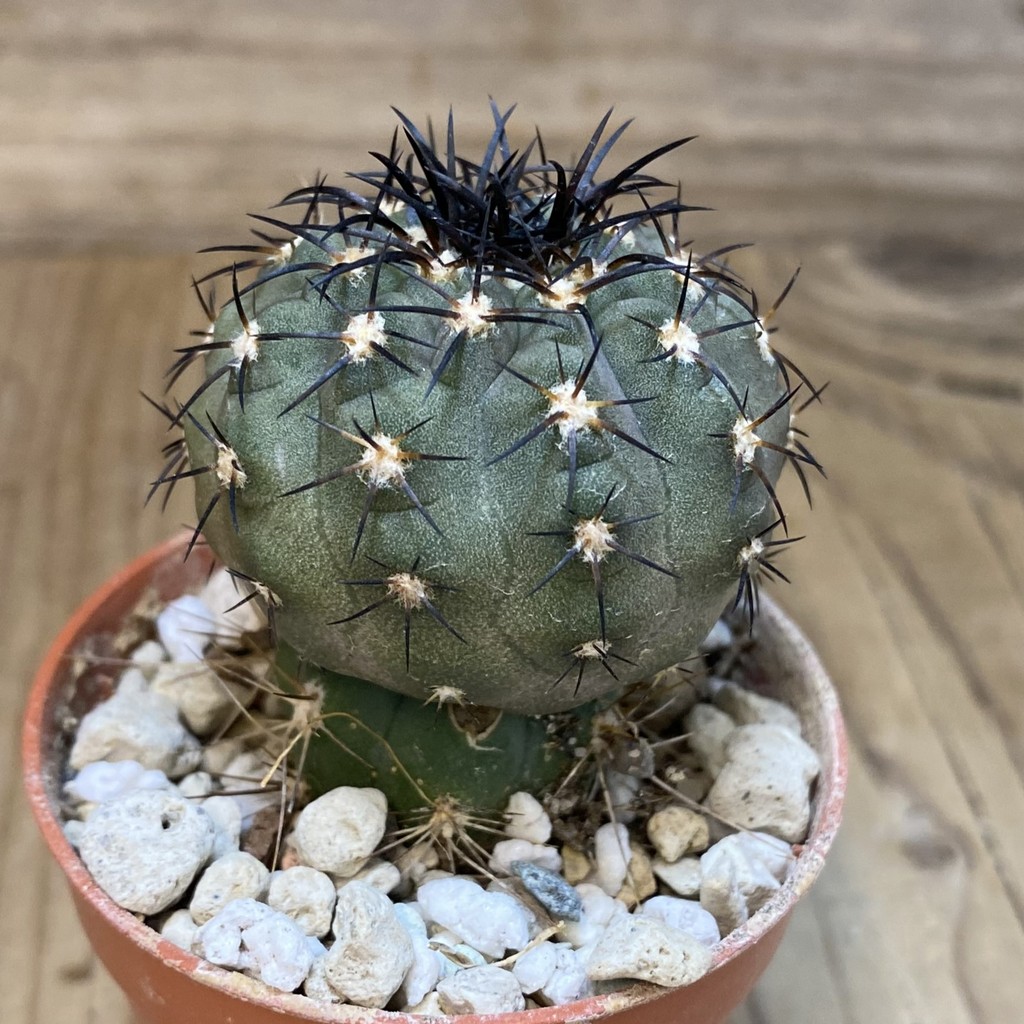 SH19128 Copiapoa calderana SL-19-24, grafted - Image 2