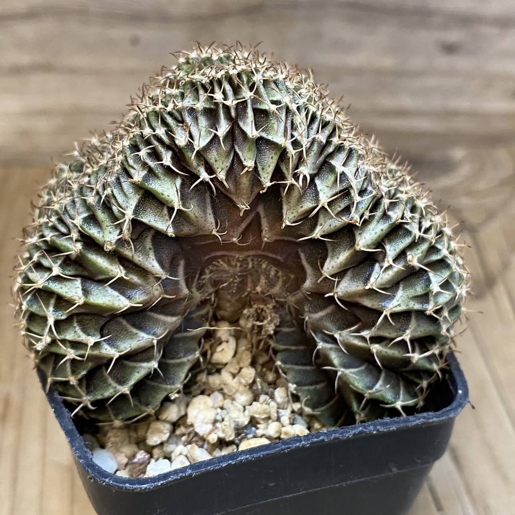 SH15170 Gymnocalycium friedrichii LB f. cristata - Image 2