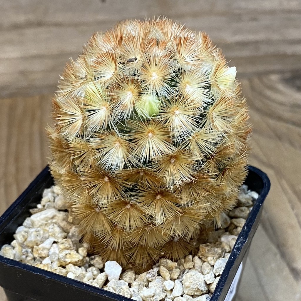 SH27454 Mammillaria carmenae hybrid - Image 2