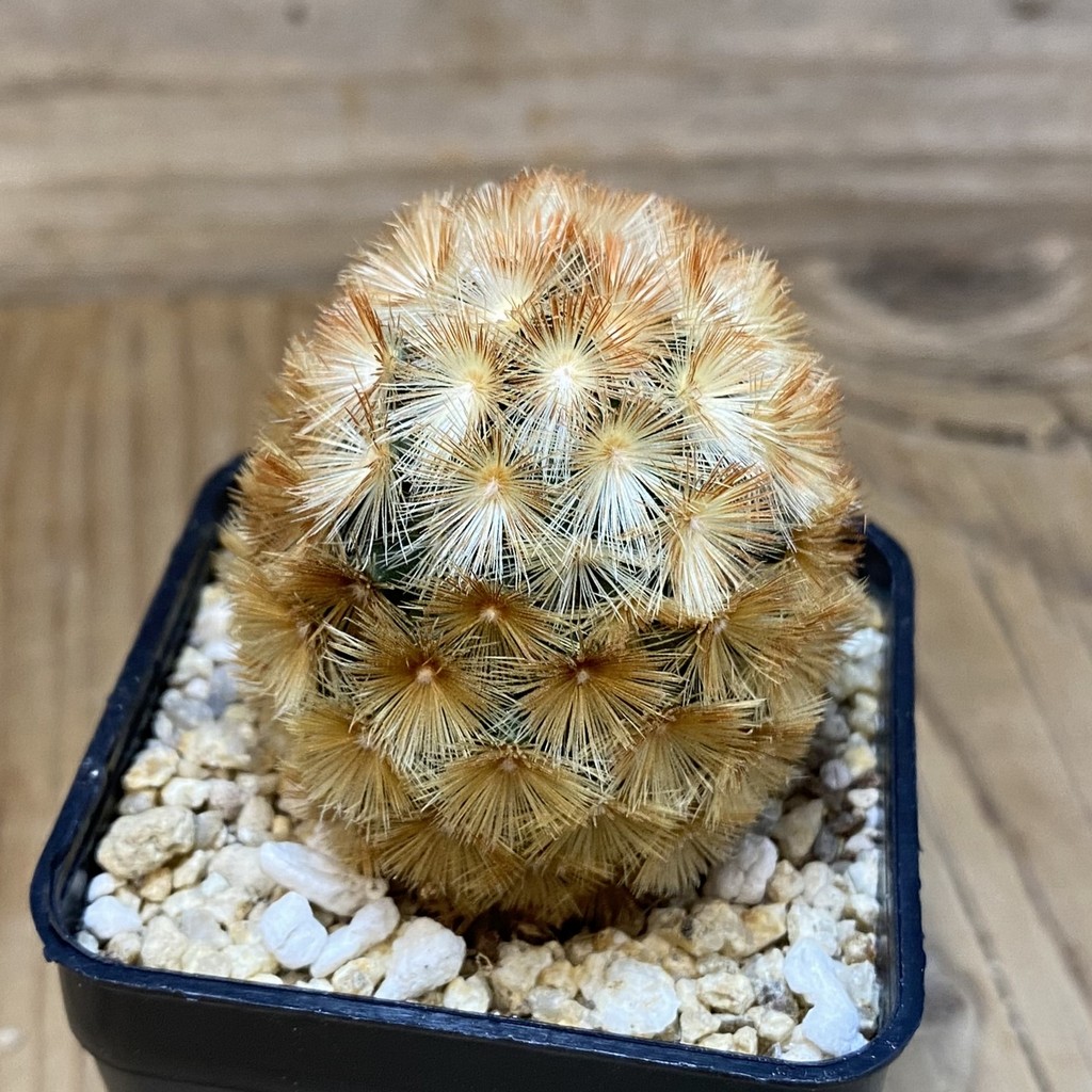 SH27456 Mammillaria carmenae hybrid - Image 2