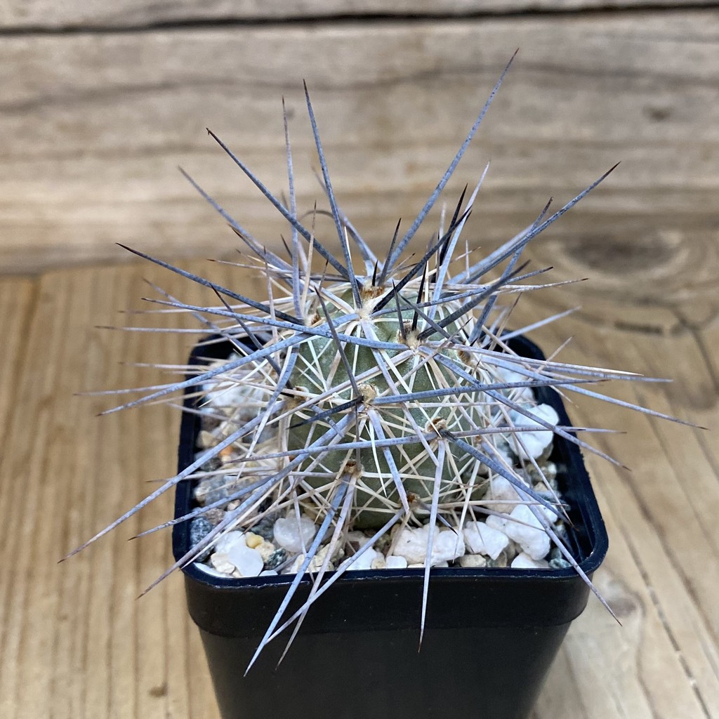 SH27457 Tephrocactus alexanderi - Image 2