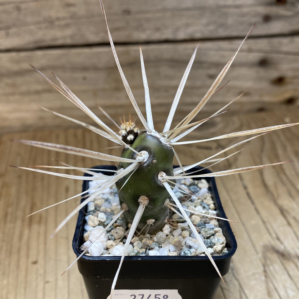 SH27458 Tephrocactus darwinii - Image 2