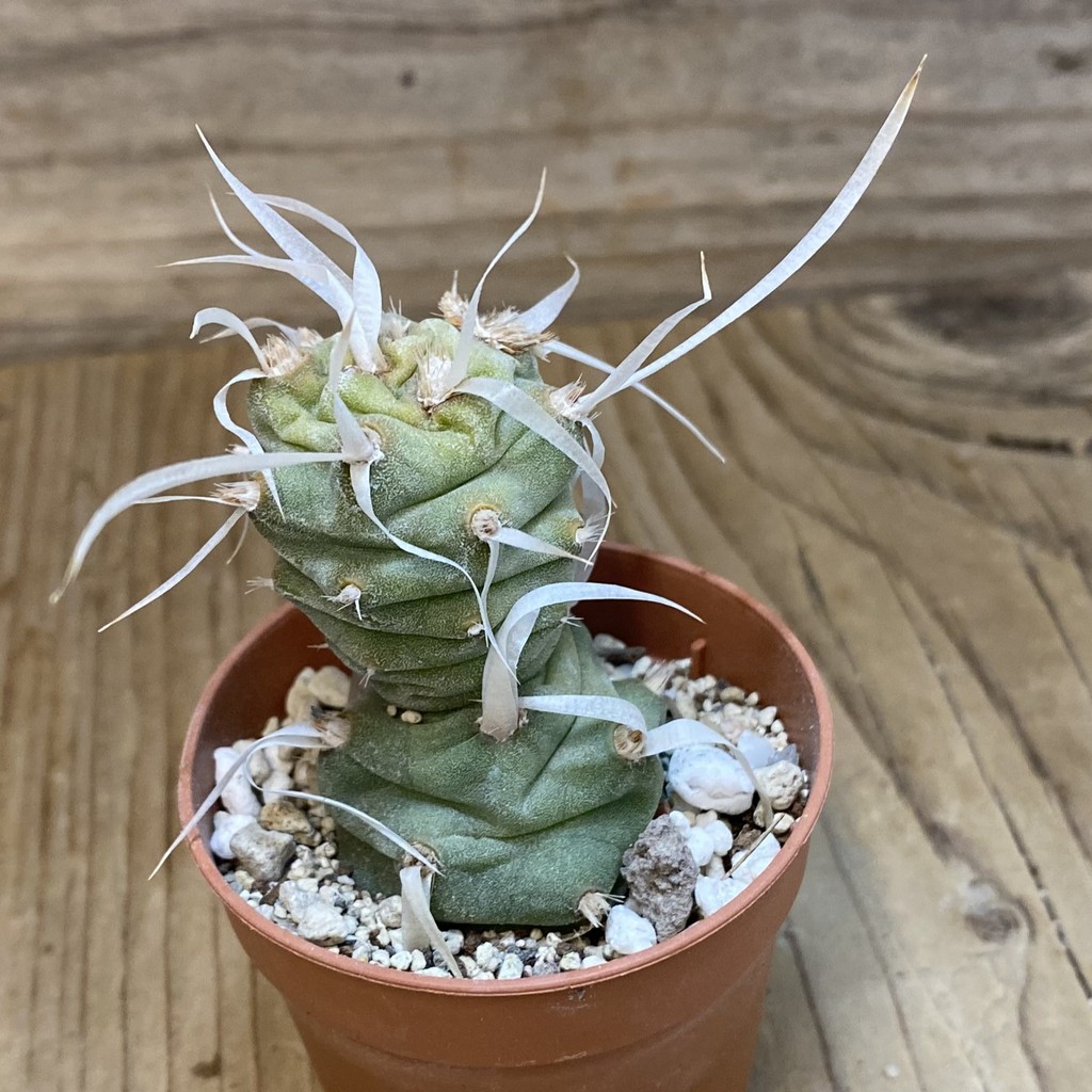 SH27459 Tephrocactus articulatus v. papyracanthus - Image 2