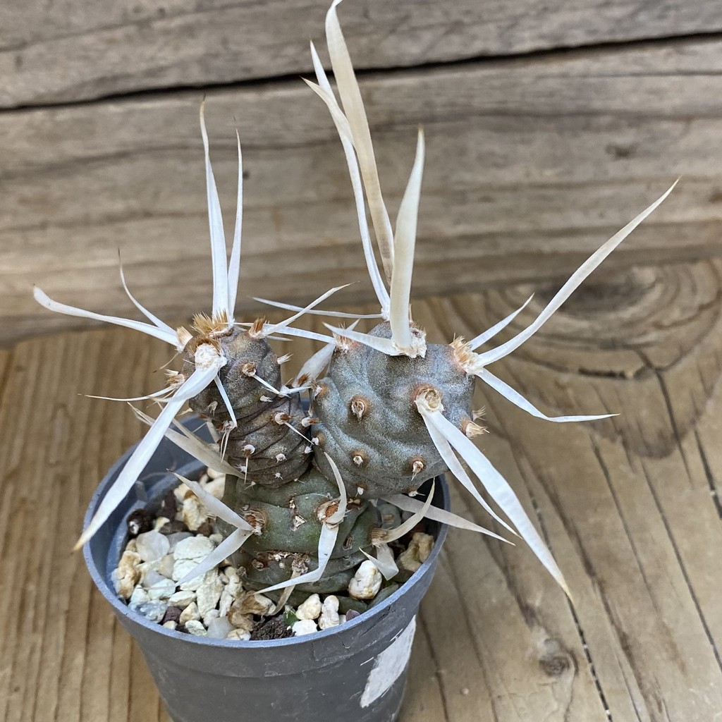 SH27460 Tephrocactus articulatus v. papyracanthus - Image 2