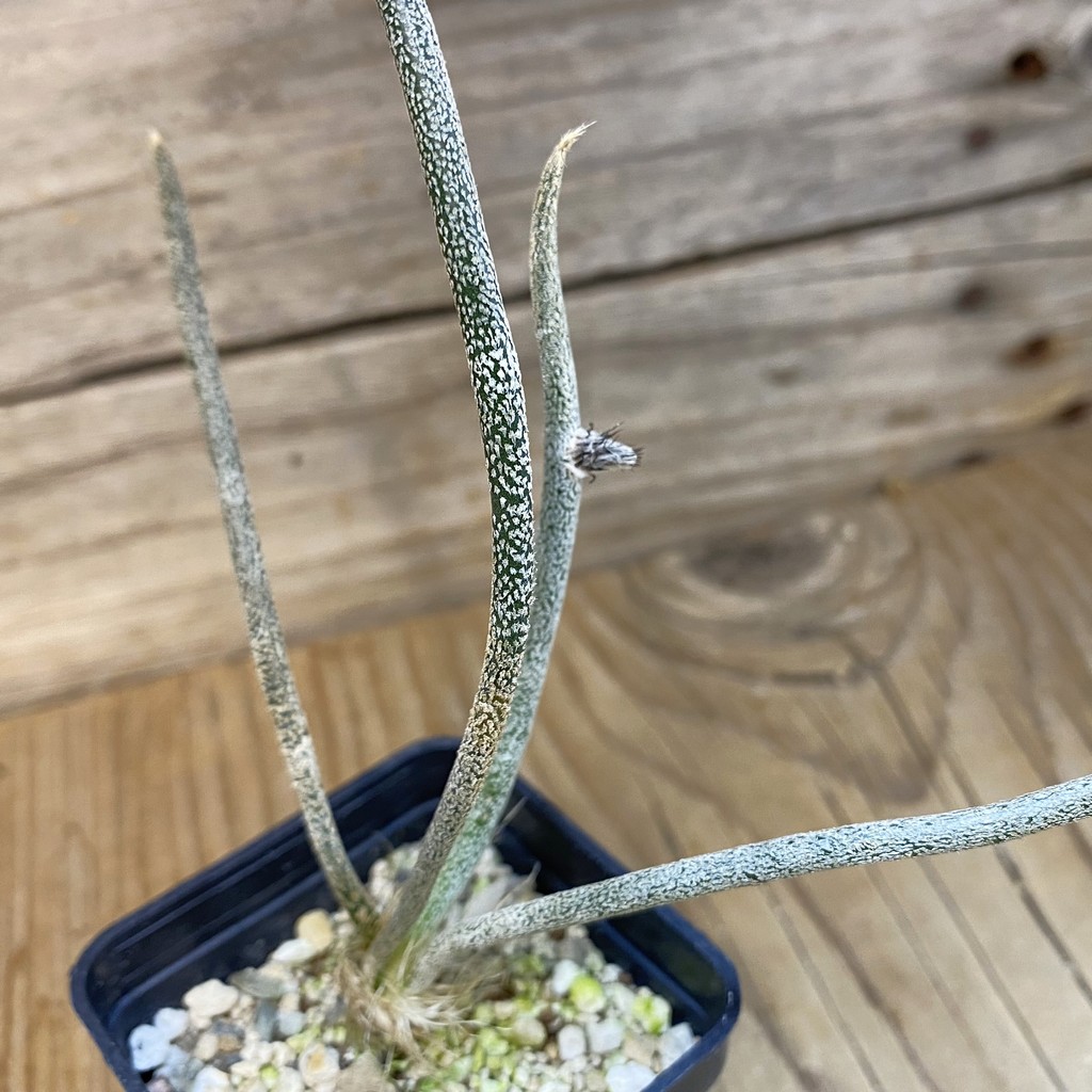 SH13508 Astrophytum caput-medusae, seedling