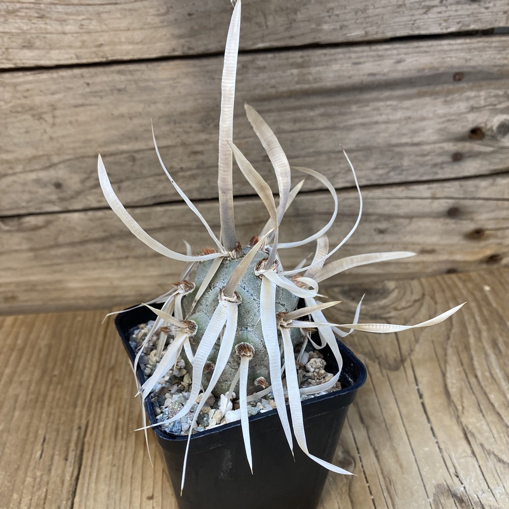 SH27461 Tephrocactus articulatus v. papyracanthus - Image 2