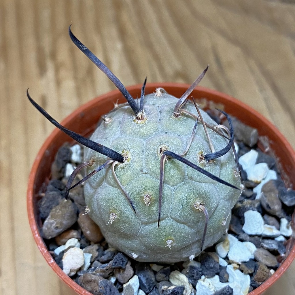 SH27462 Tephrocactus geometricus