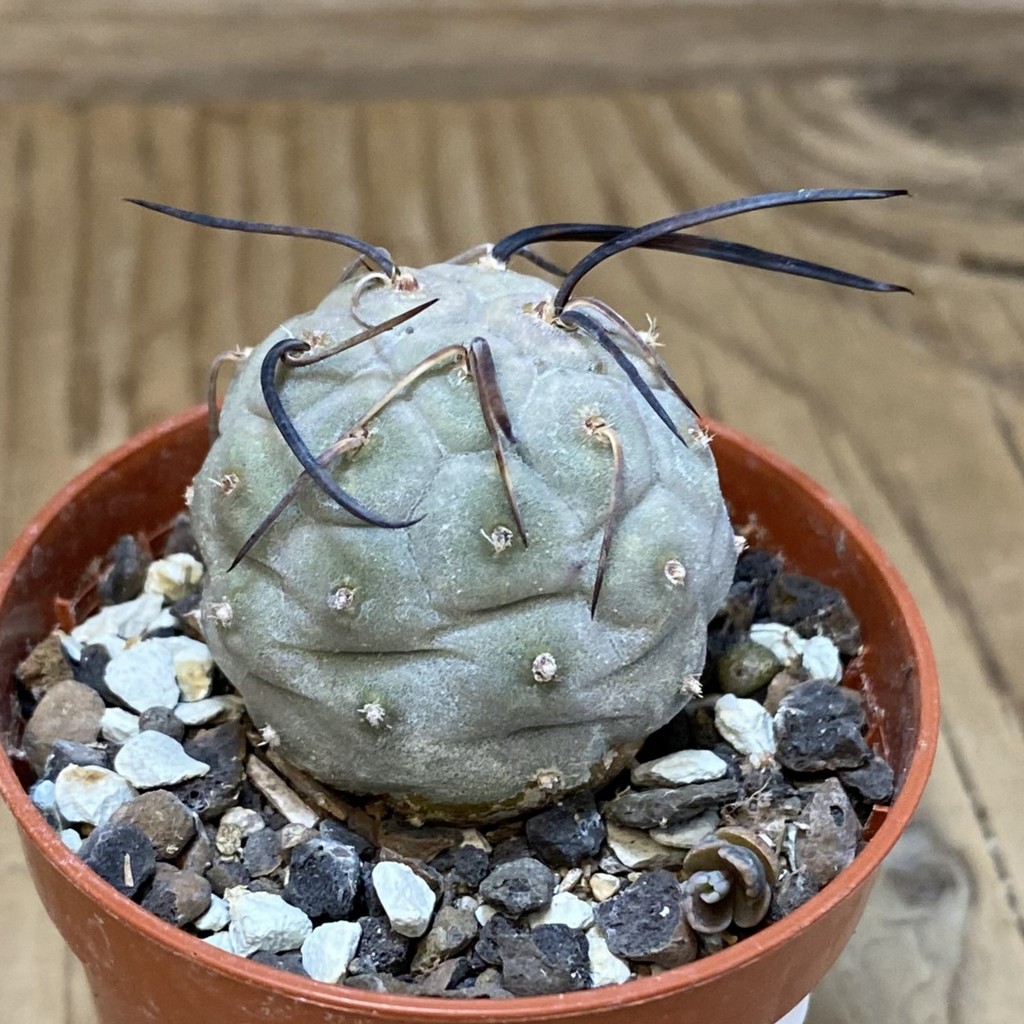 SH27462 Tephrocactus geometricus - Image 2