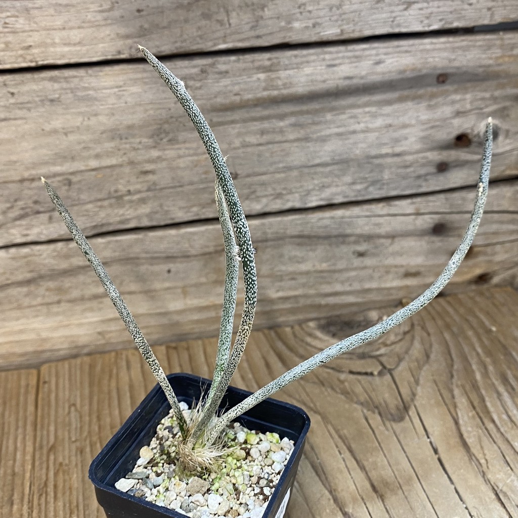 SH13508 Astrophytum caput-medusae, seedling - Image 2