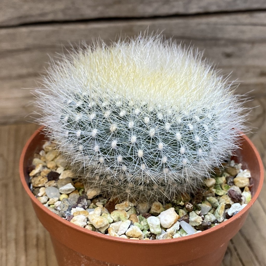SH27464 Notocactus haselbergii - Image 2