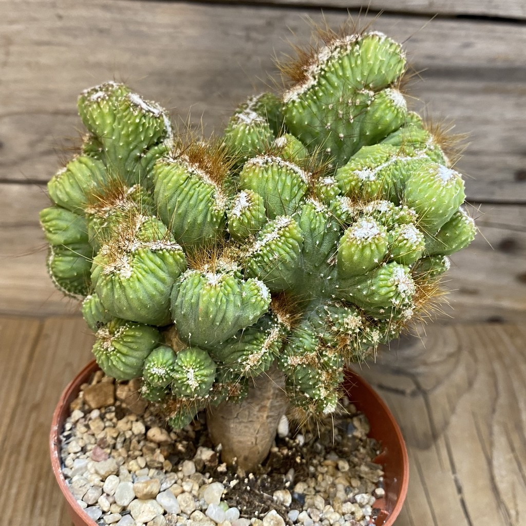 SH27466 Cereus peruvianus 'Coral' - Image 2