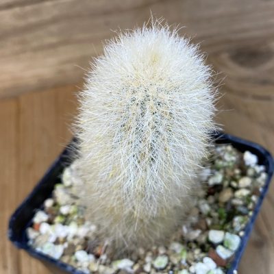 SH27468 Cleistocactus strausii