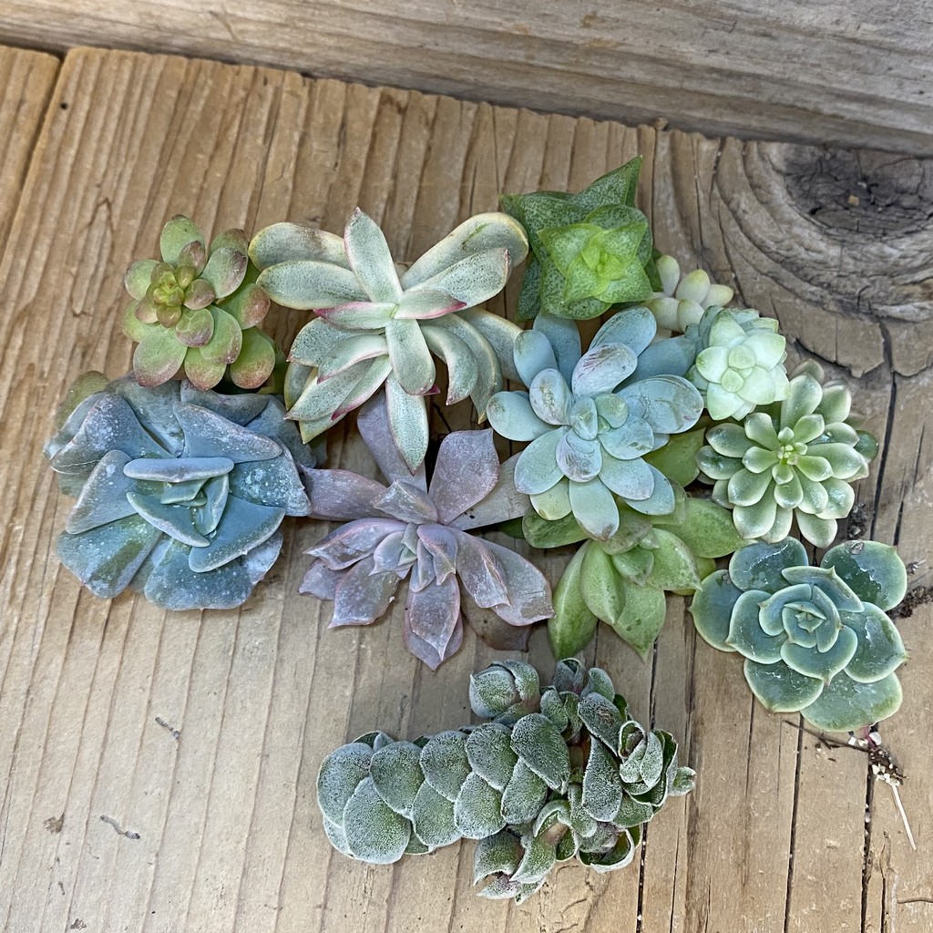 SH27471 Succulents mix, cuted - Image 2