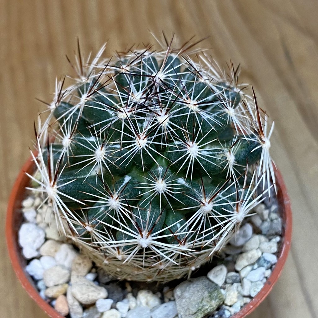 SH7399 Coryphantha vivipara SB 129