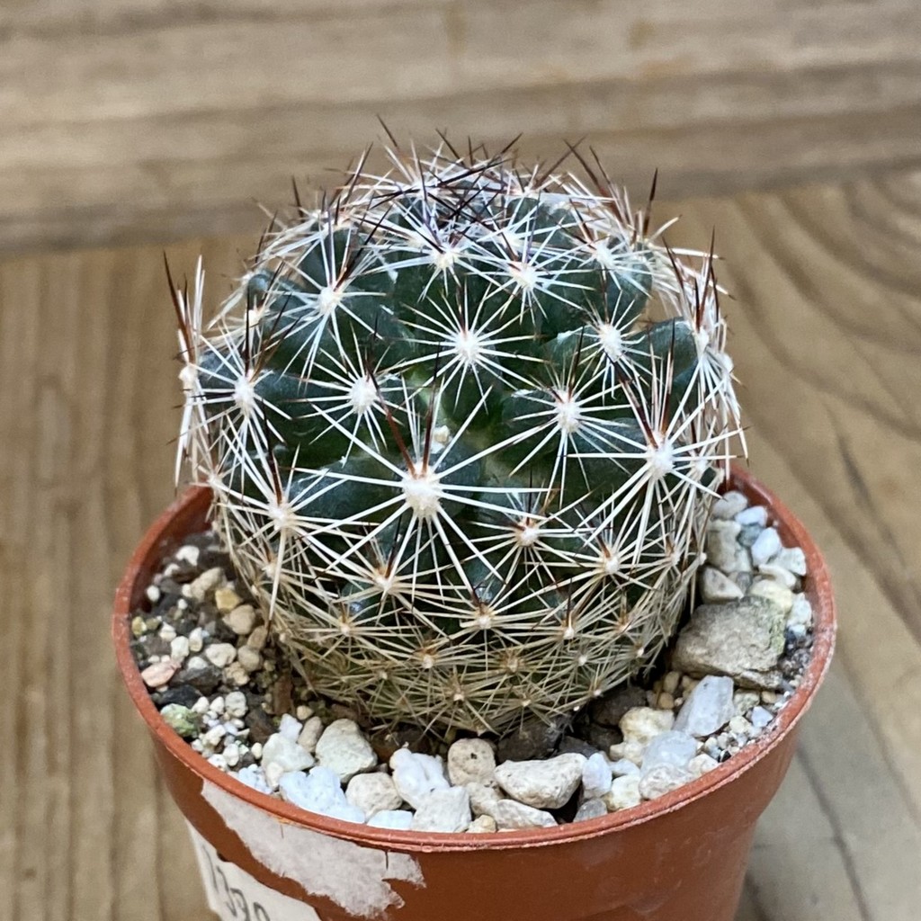 SH7399 Coryphantha vivipara SB 129 - Image 2