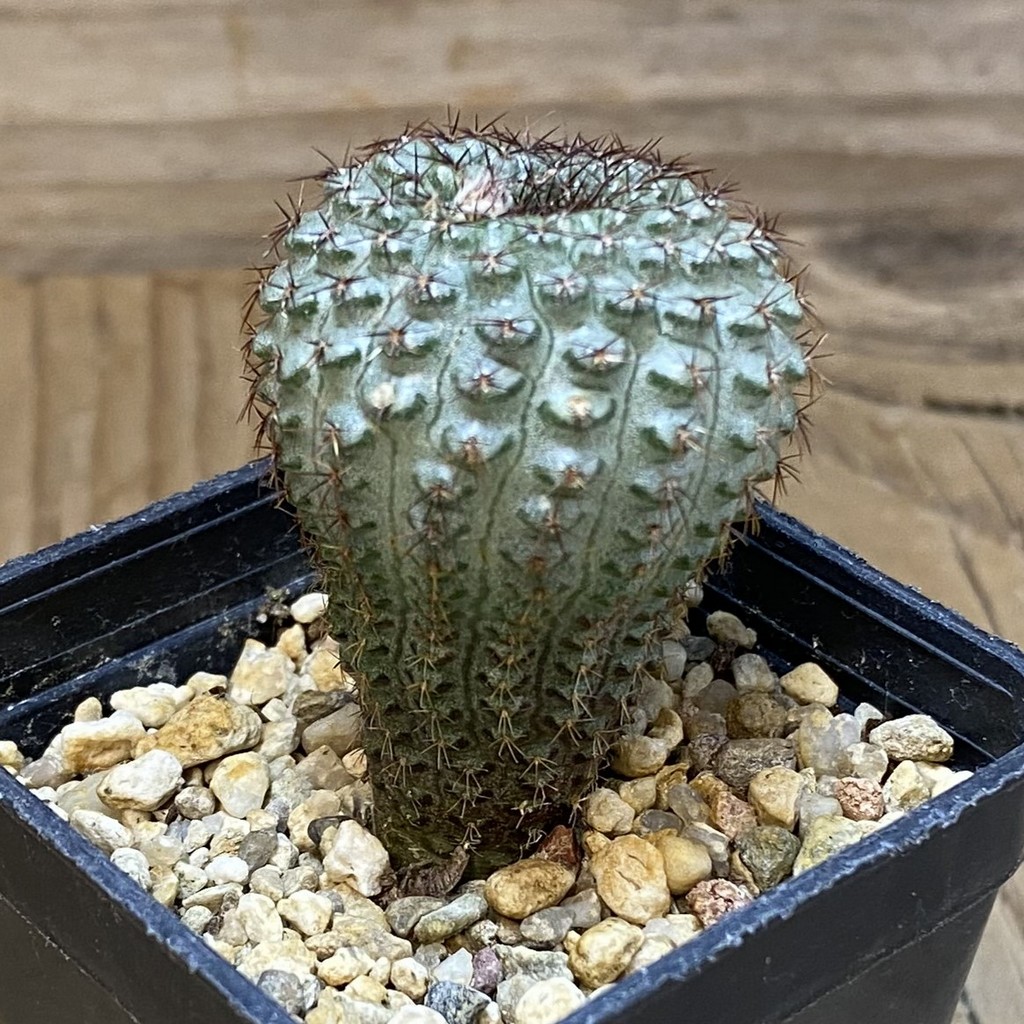 SH4365 Frailea chiquitana - Image 2