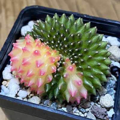 SH20063 Gymnocalycium mihanovichii ‘inermis’ f. variegata