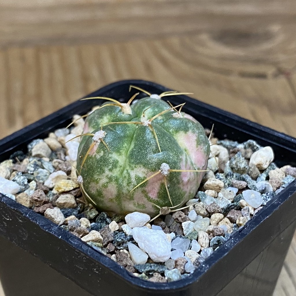 SH23451 Gymnocalycium horstii f. variegata - Image 2