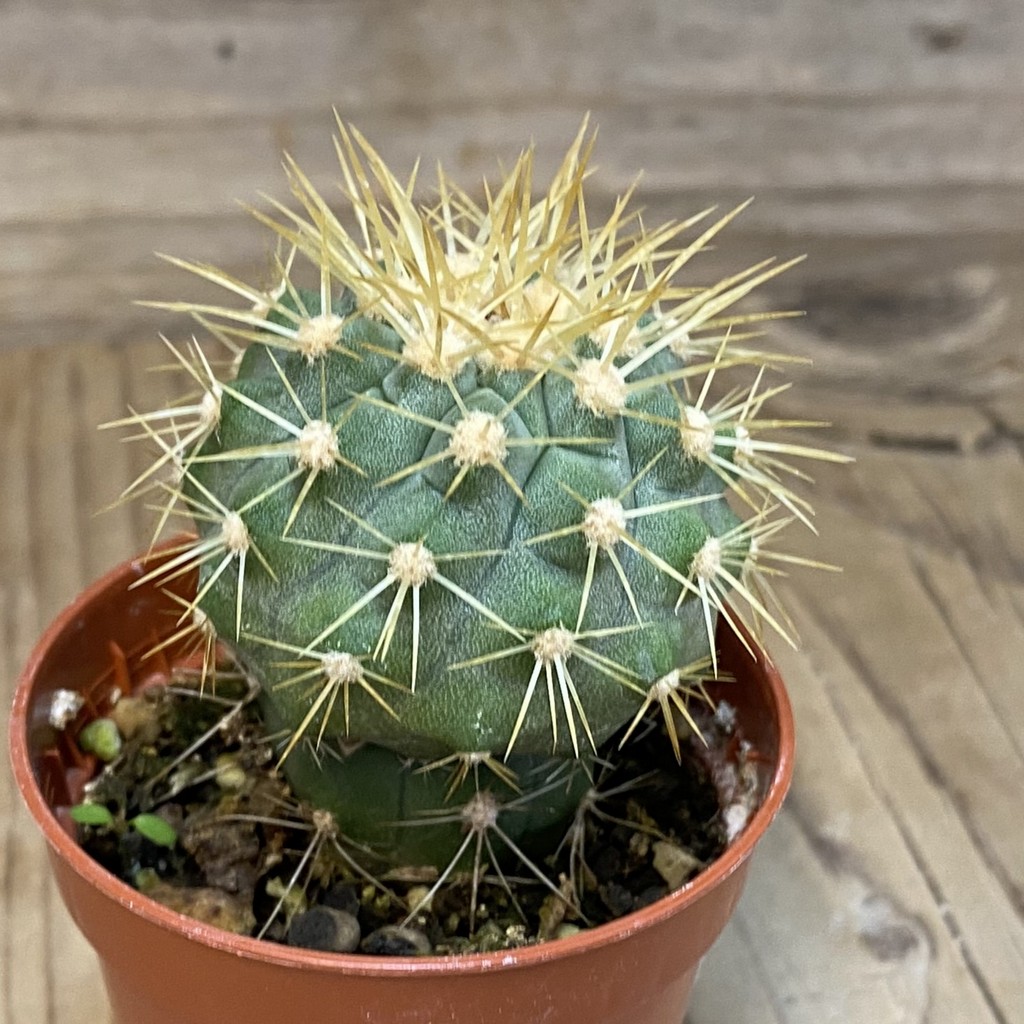 SH21018 Copiapoa gigantea SL 19-24, grafted - Image 2
