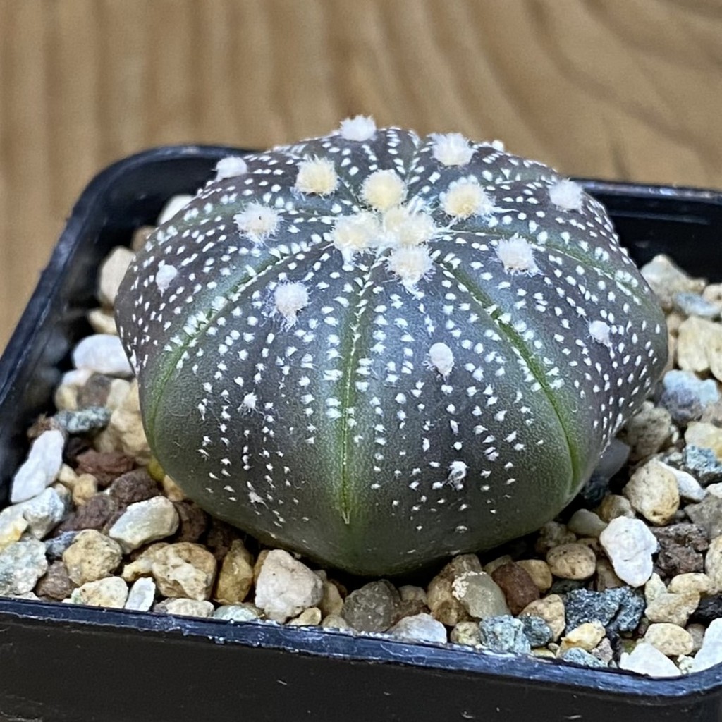 SH23545 Astrophytum asterias ‘Purple Skin’ - Image 2
