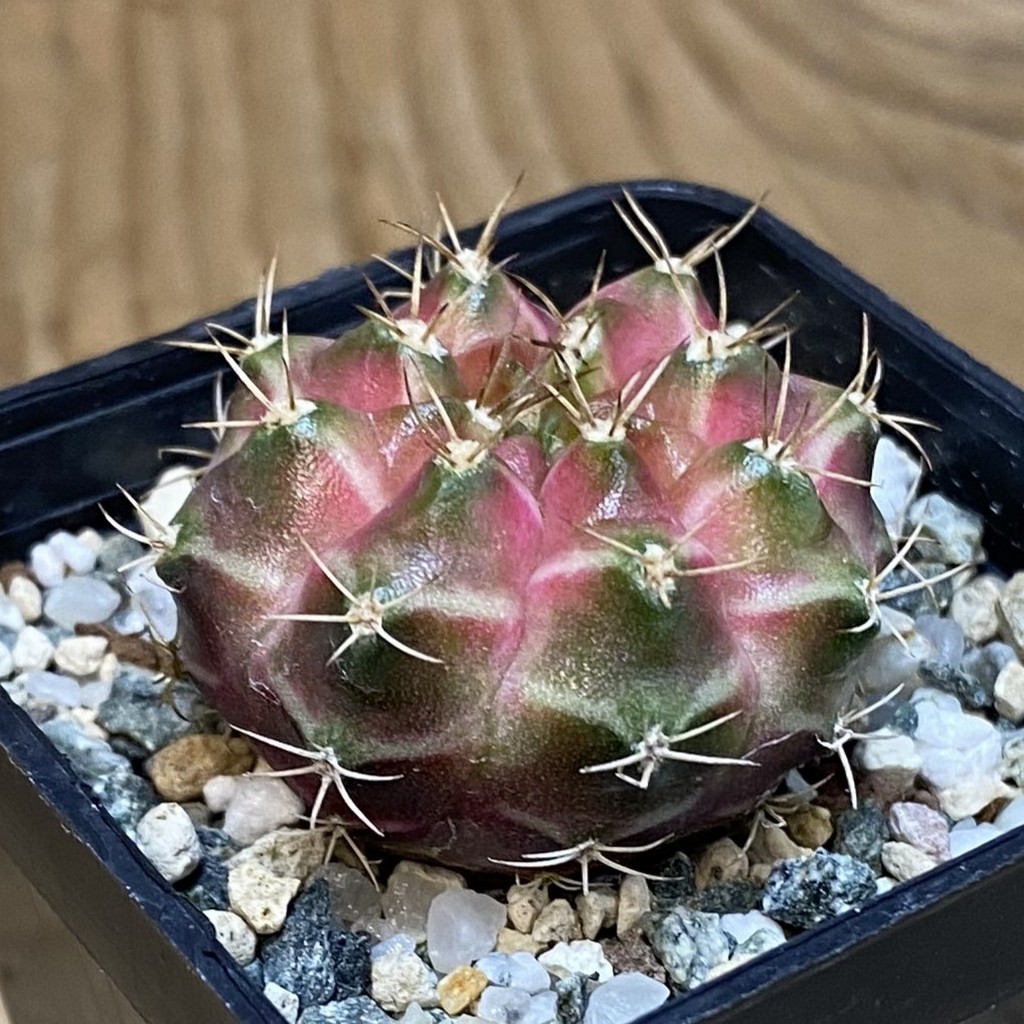 SH23040 Gymnocalycium mihanovichii ‘Neon’ hybrid - Image 2