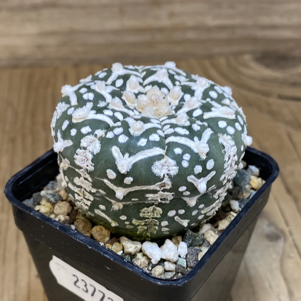 SH23773 Astrophytum asterias ‘Super Kabuto’ V-type f. nudum - Image 2