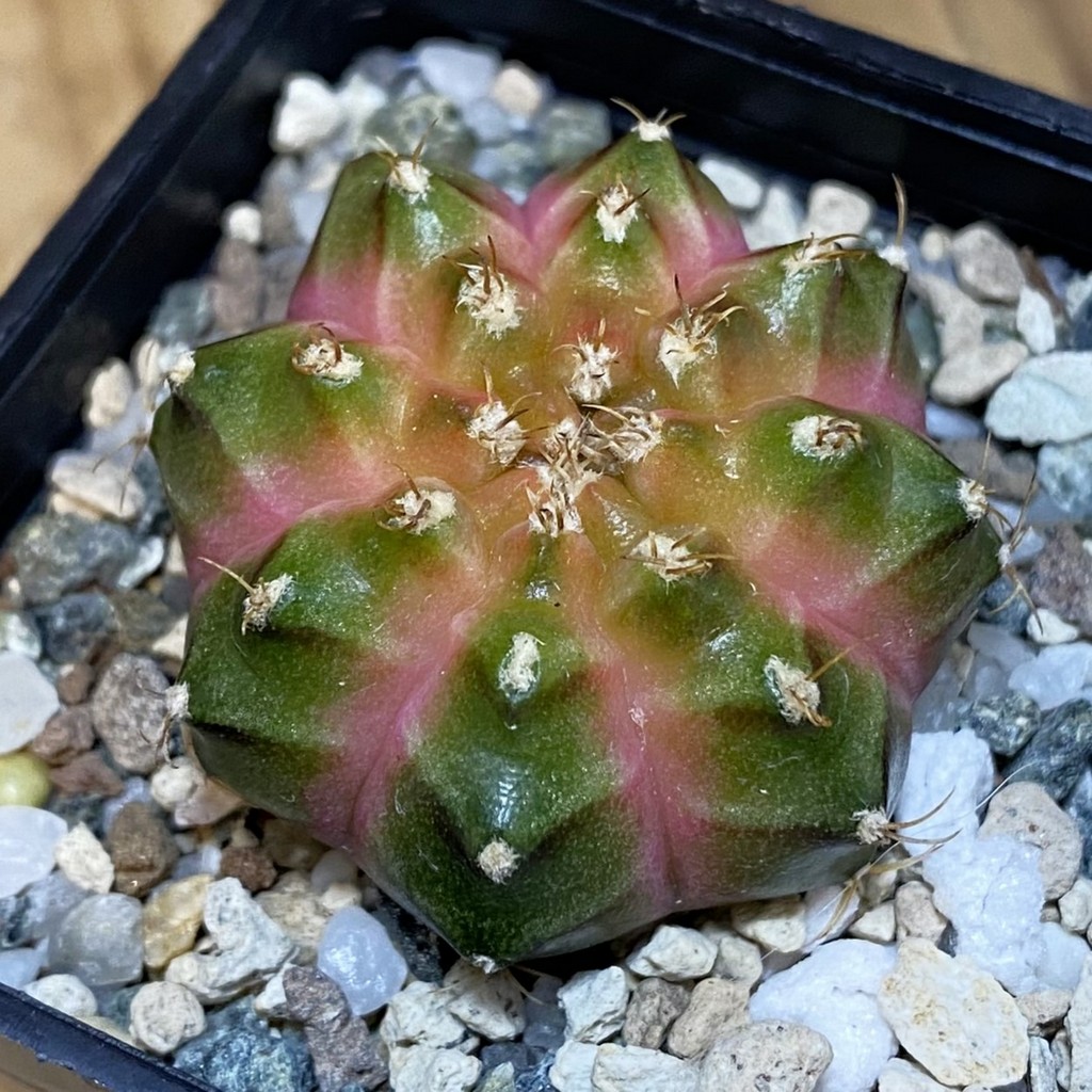 SH25026 Gymnocalycium mihanovichii ‘Neon’ hybrid