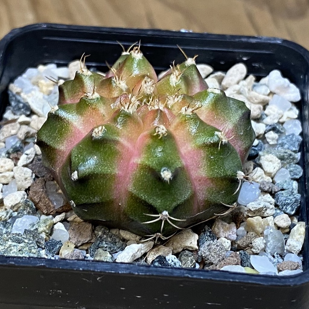 SH25026 Gymnocalycium mihanovichii ‘Neon’ hybrid - Image 2