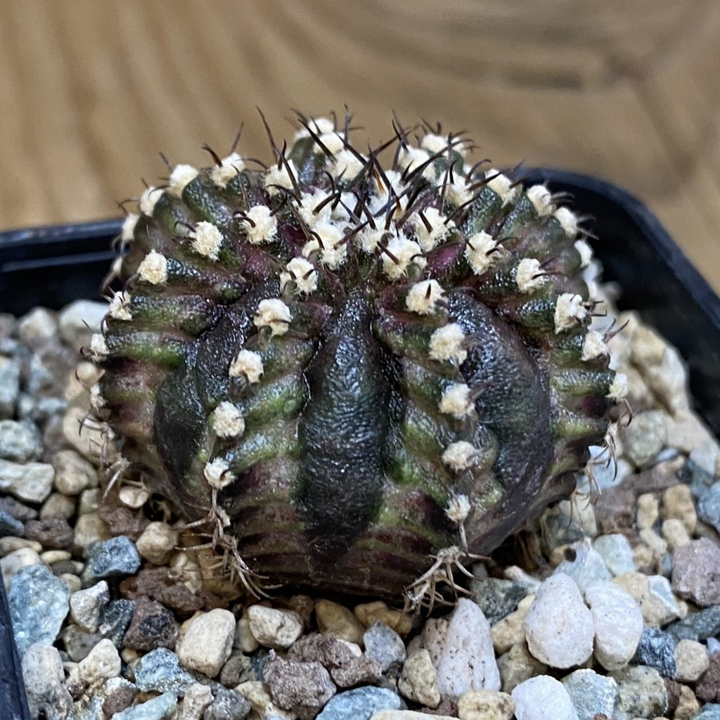 SH24549 Gymnocalycium mihanovichii ‘T-Rex’ - Image 2