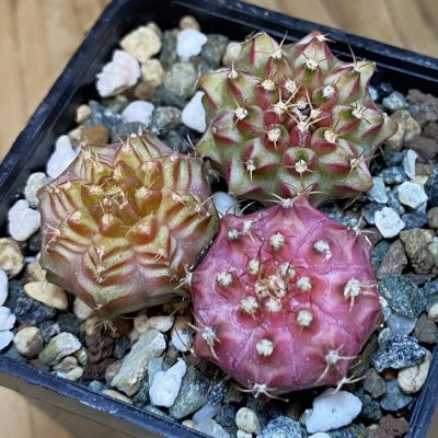 SH24352 Gymnocalycium mihanovichii ‘Neon’ hybrid, seedling mix