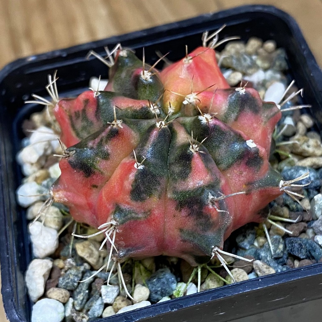 SH24287 Gymnocalycium mihanovichii ‘Pearl Andaman’