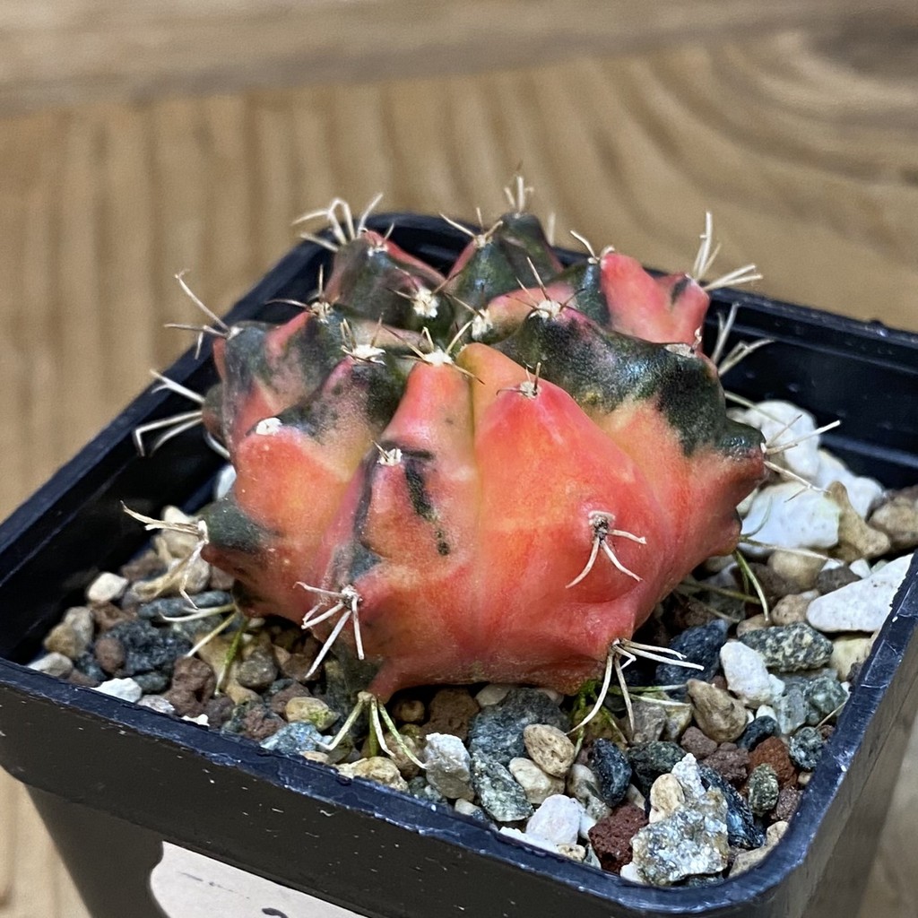 SH24287 Gymnocalycium mihanovichii ‘Pearl Andaman’ - Image 2