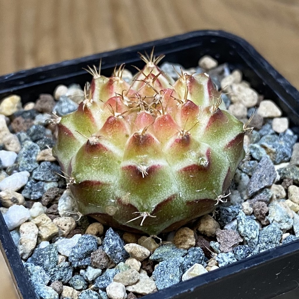 SH24265 Gymnocalycium mihanovichii ‘Neon’ hybrid - Image 2