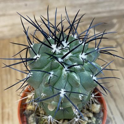 SH21026 Copiapoa dealbata v. carrizalensis GCG 15254b, grafted