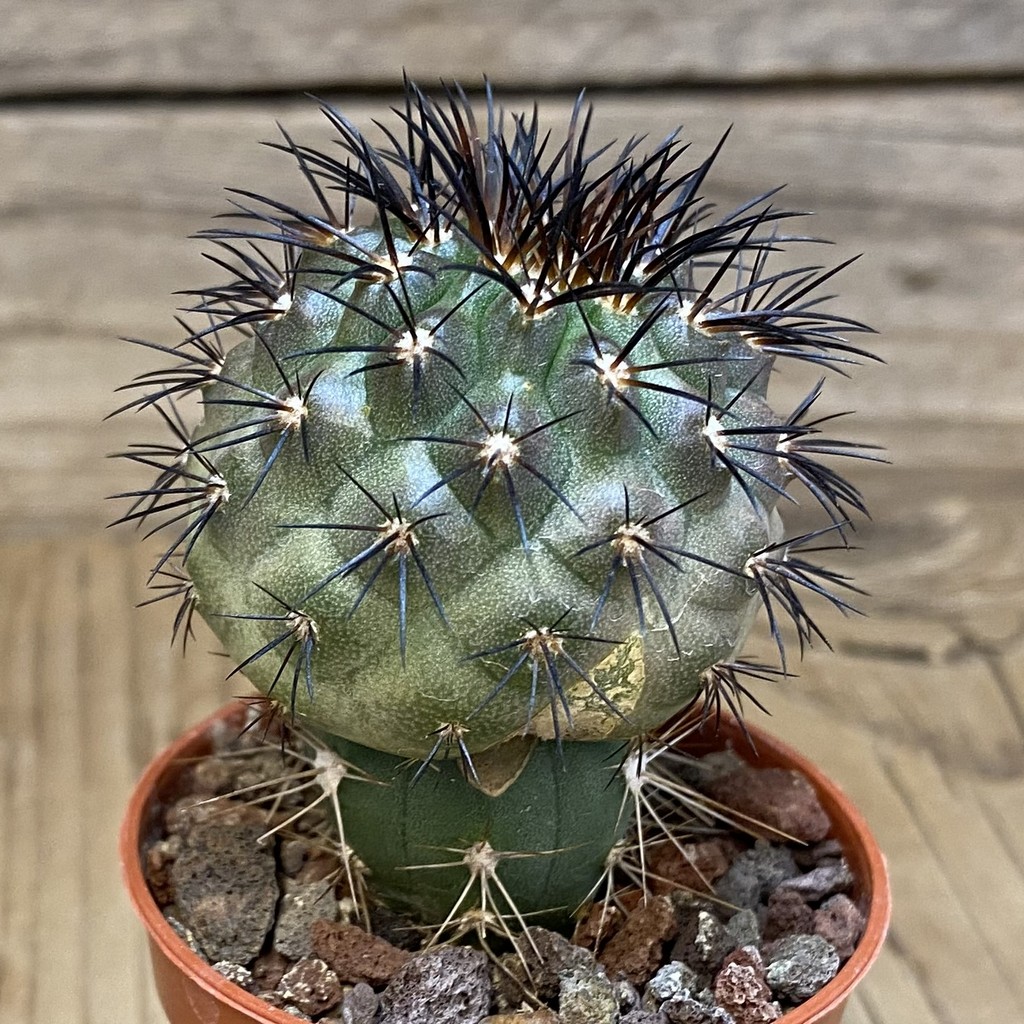 SH21025 Copiapoa longistaminea CGC 15303, grafted - Image 2